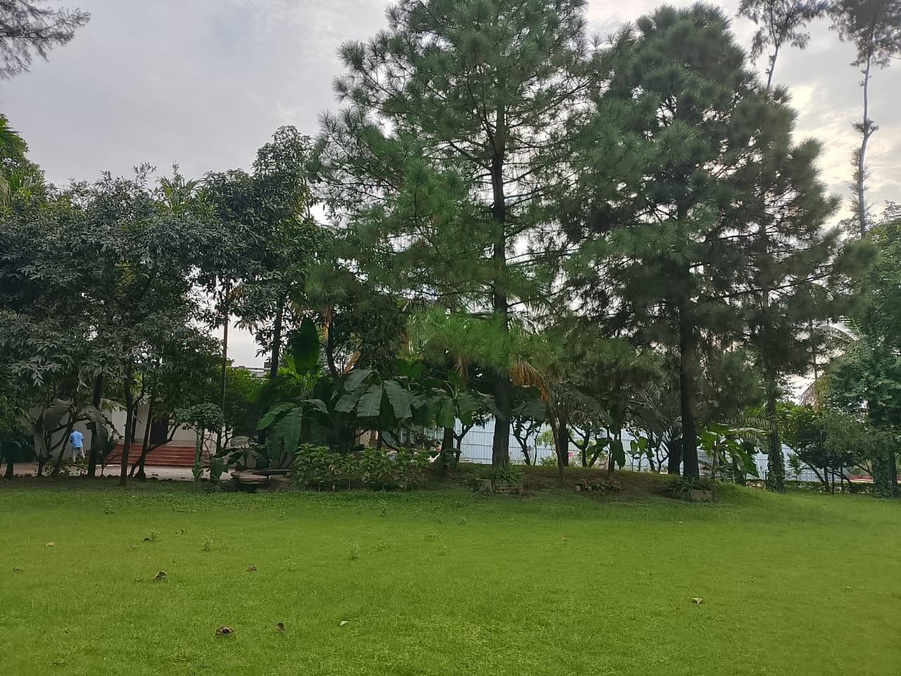 Garden Lawn Pine Tree 2 at Bulbul Event Spaces